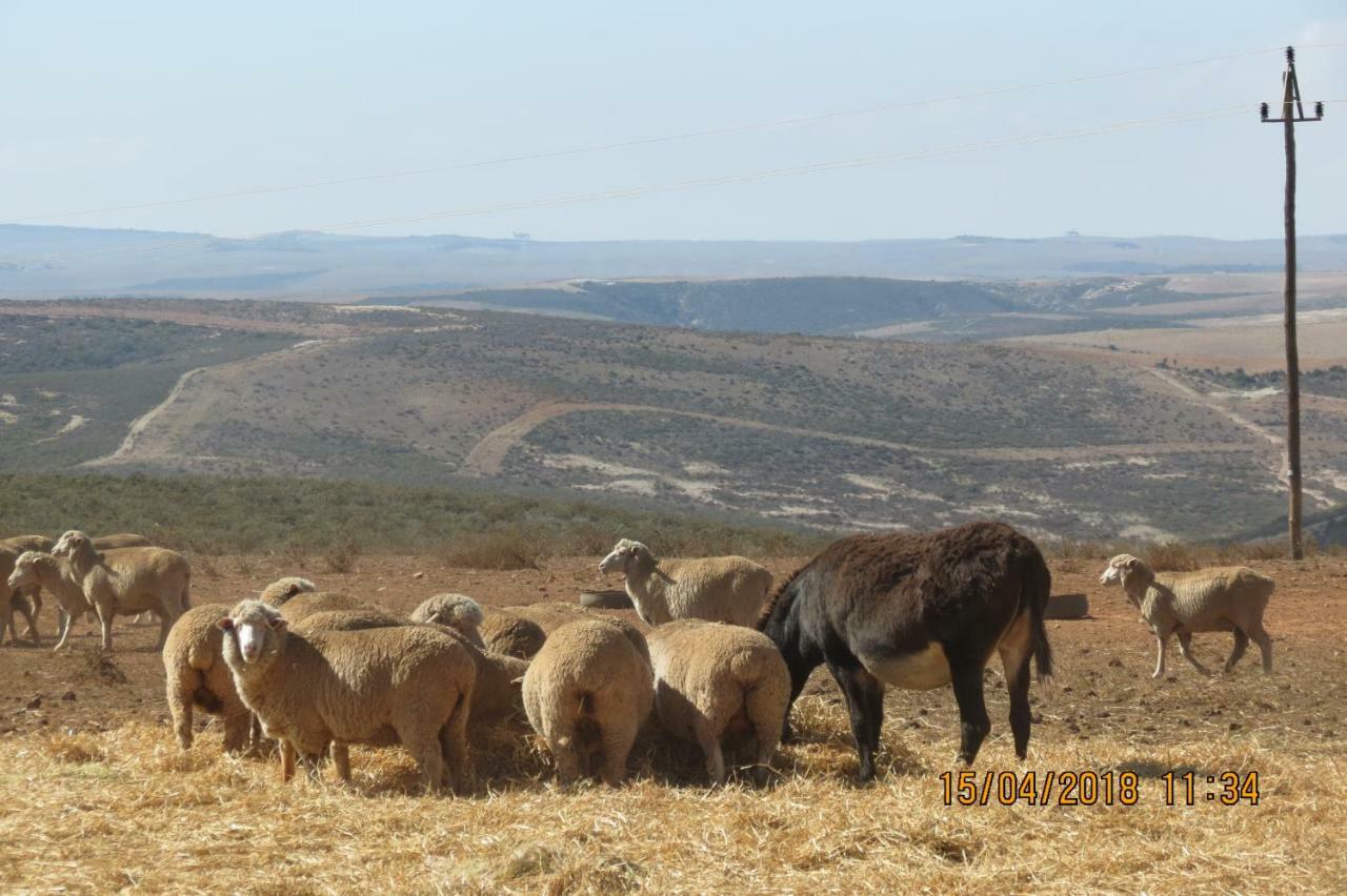 Melk Houte Bosch Guest Farm Hotel Swellendam Buitenkant foto